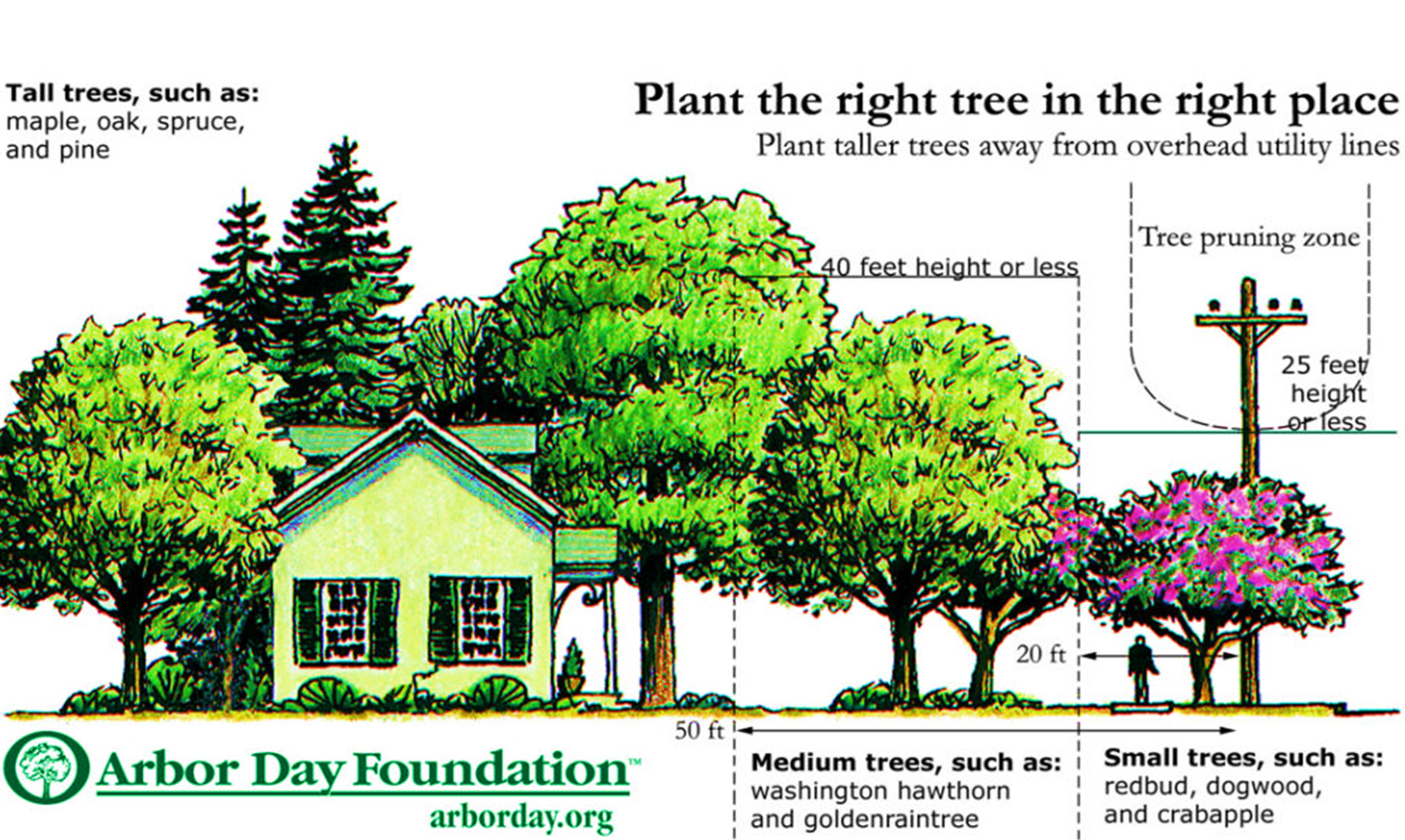 Arbor Day foundation tree 